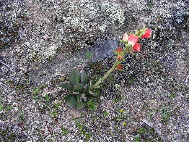 Echeveria nodulosa, San Jose Lachiguiri, Oaxaca
