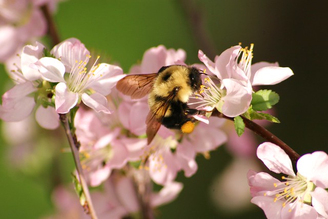 Bee On Pink Almond Blossom