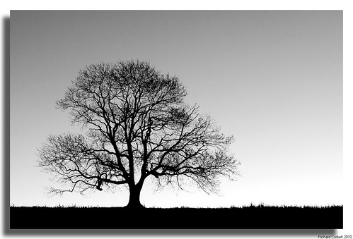 autumn bw tree silhouette sunrise blackwhite hampshire sharp tonal cy2 challengeyouwinner justpentax pentaxk20d