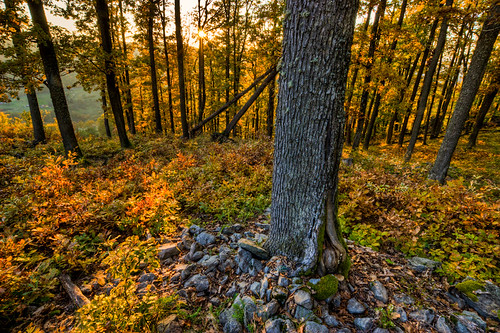 trees light sunset shadow sun tree nature canon woods scenery rocks tripod sigma slovensko slovakia stary 1020mm haj 450d theodevil