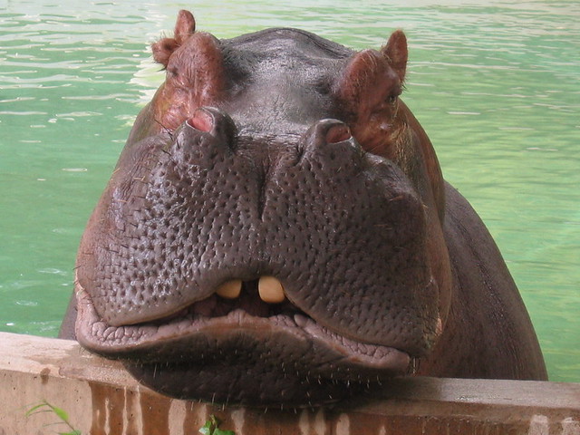 Hippo hanging around after lunch