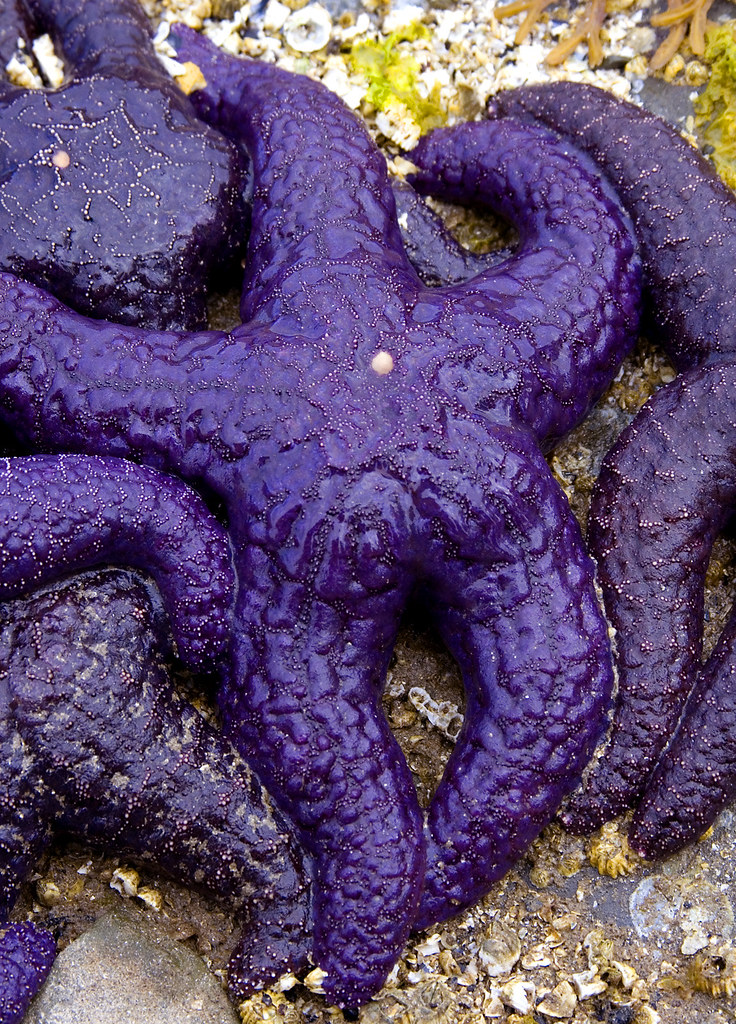 Фиолетовая морская звезда. Фиолетовые морские обитатели. Фиолетовые обитатели морей. Морская звезда черно-фиолетовая.