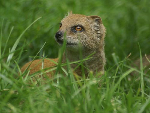 mongoose | by royspiccys