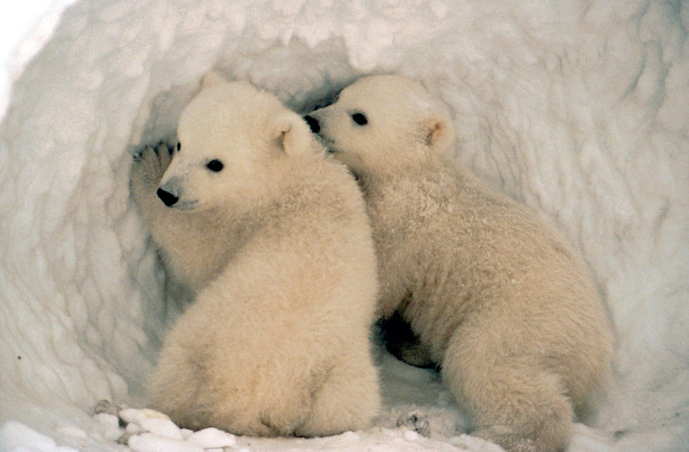 Polar bear cubs. | Cubs emerge from their den in the spring … | Flickr