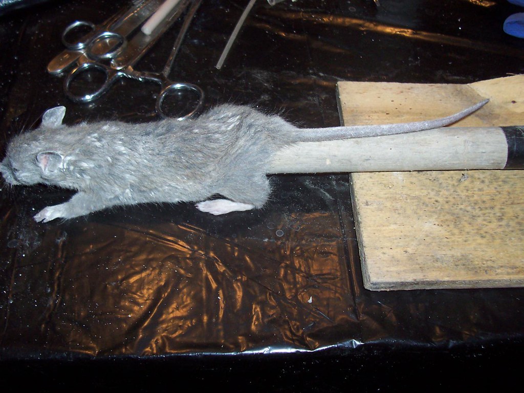Rat on a Stick | Study Skin Drying | Conqueror_Worm | Flickr
