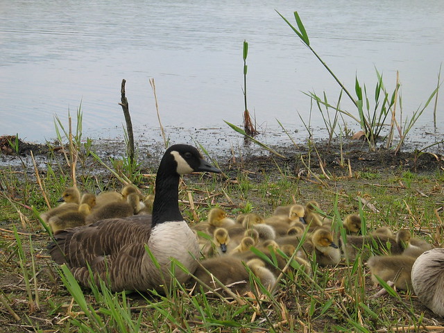 Mendon Geese