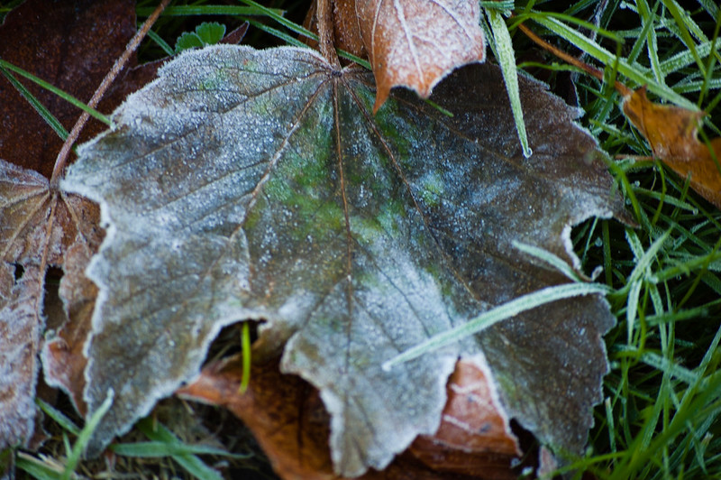 Autumn leaf with frost