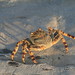 One of many great crabs on the shore