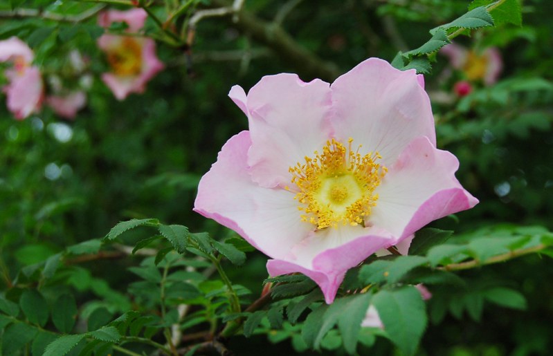サンショウバラ 山椒薔薇 富士山周辺だけに咲く野バラ 撮影０７ ６月 Komichi Flickr