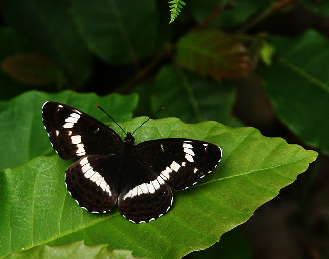 White Admiral Butterfly, East Blean Woods, Kent Wildlife Trust reserve