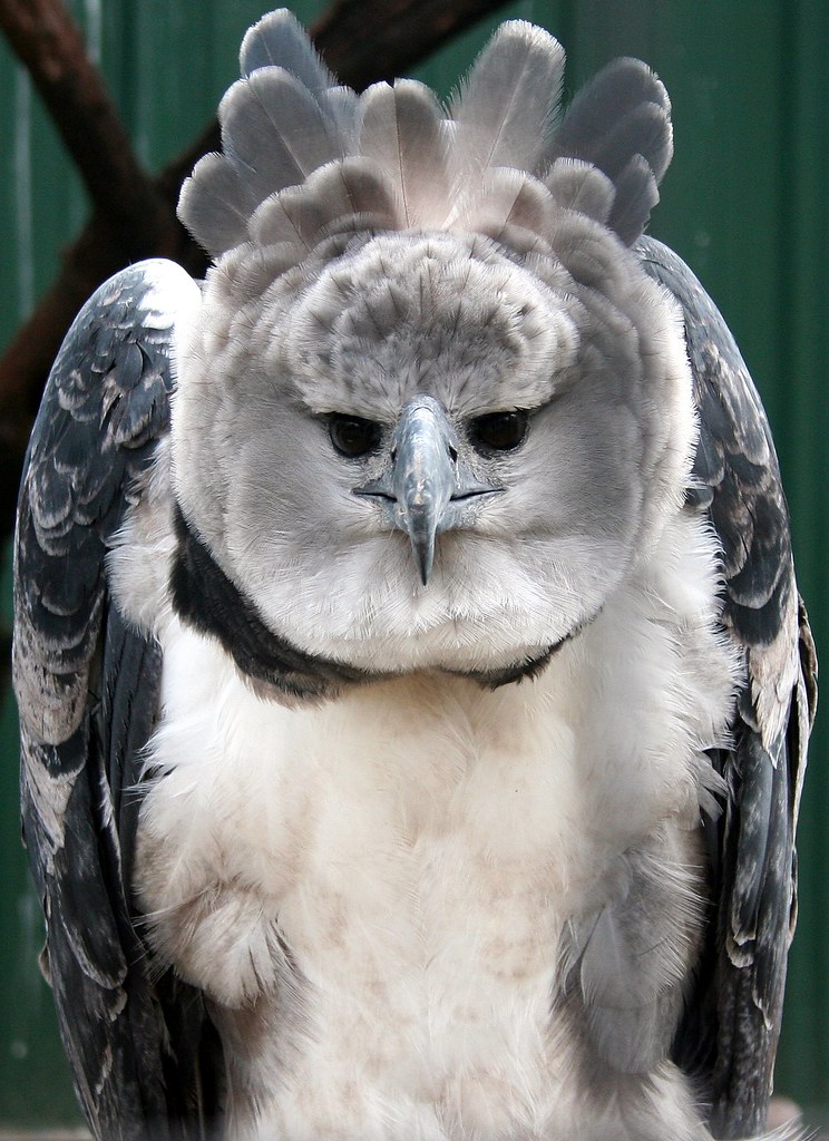 Tropical Rainforest Harpy Eagle