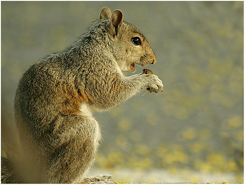 Squirrel | by sban