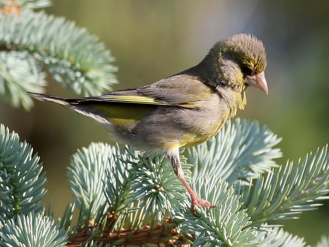 Greenfinch to be dumped by 