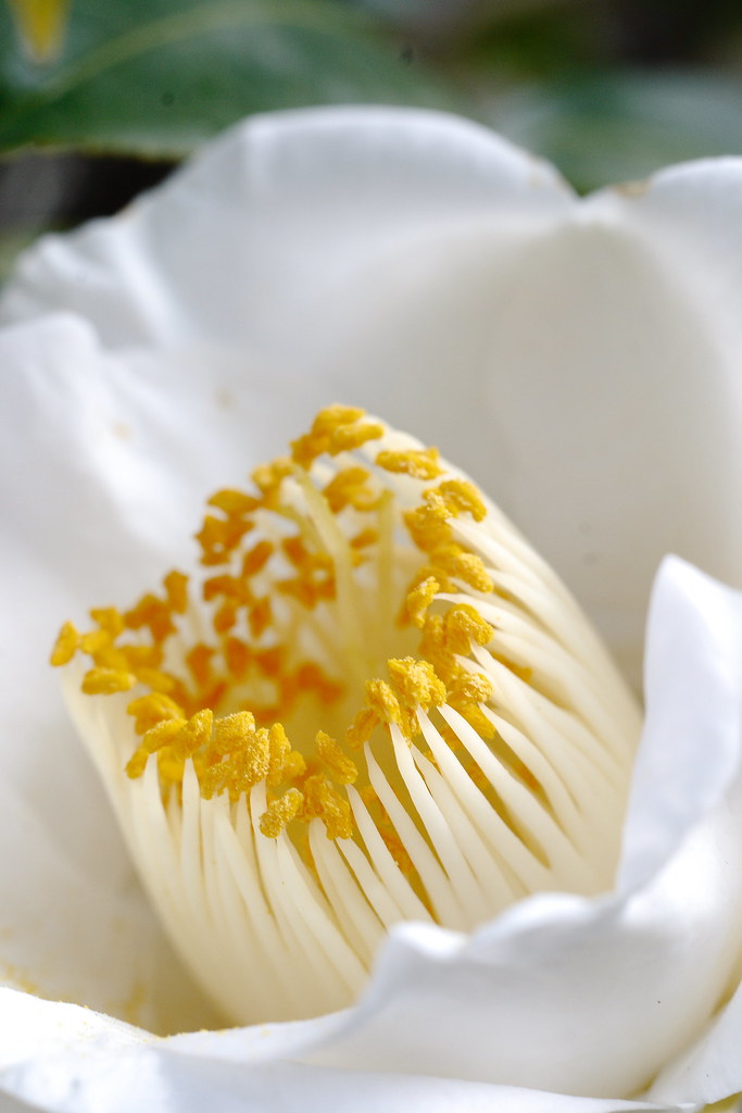 Camellia