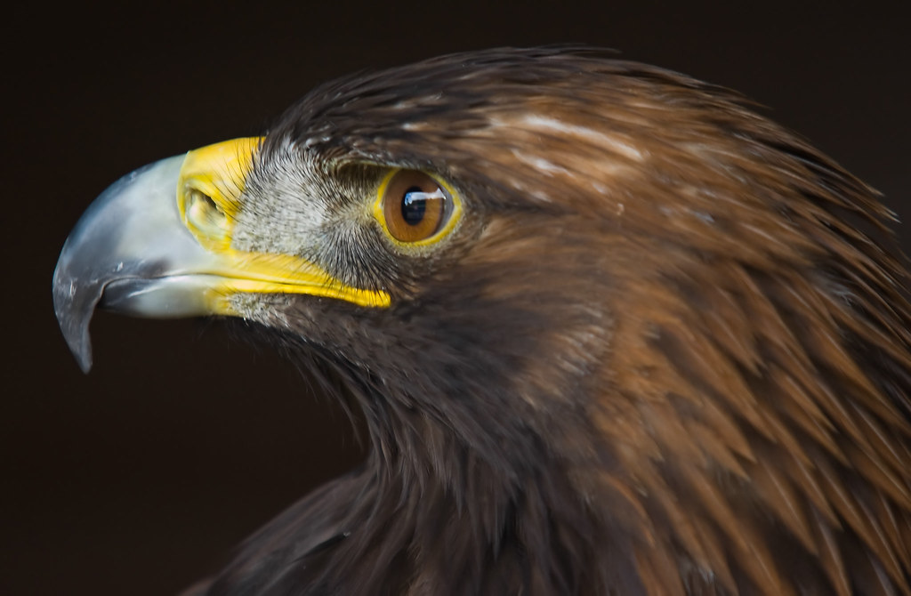 Golden Eagle Close-up by charminbayurr
