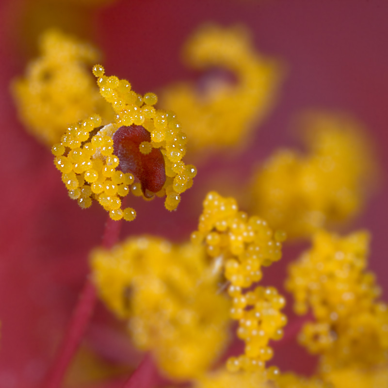 Great balls of... pollen! by macropoulos