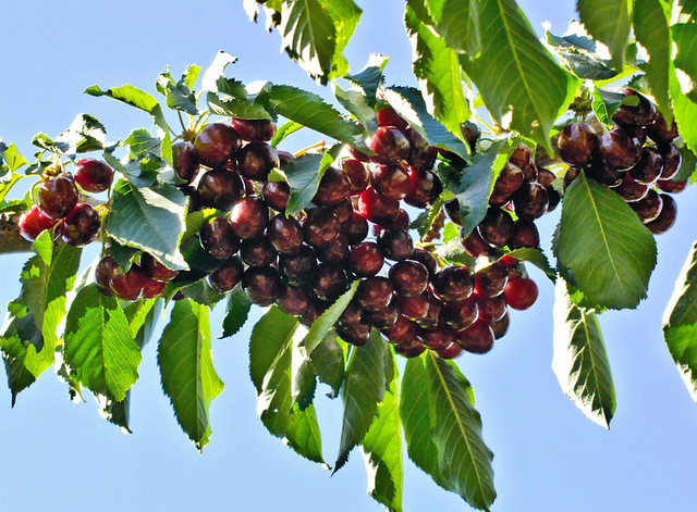 Sparkling Red Cherries Ripe for Picking - D2X-6-24-10_DSC9893_51623