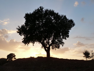 Sunset tree in Pomezia