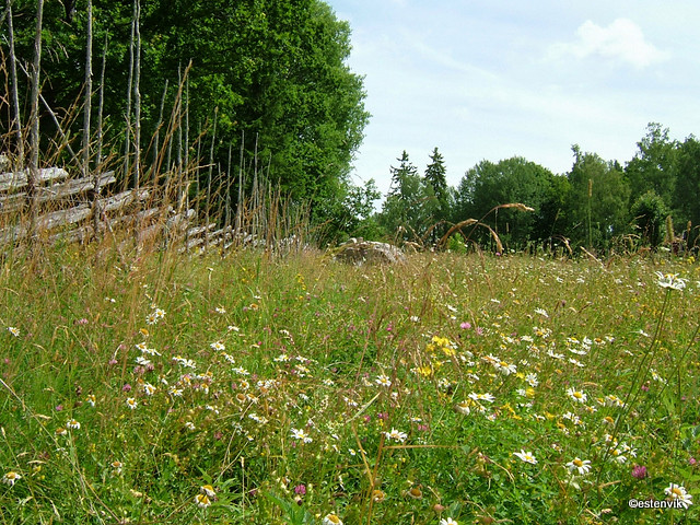 Swedish meadow