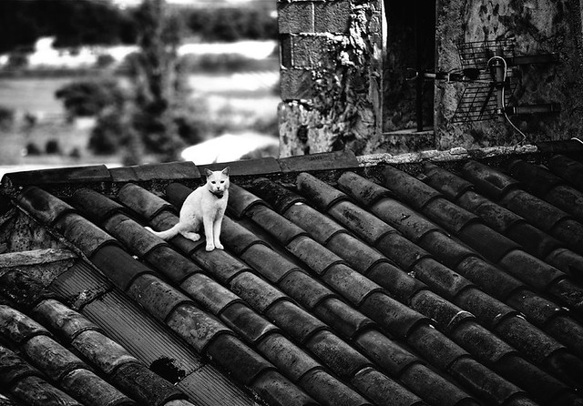 Cat On a Hot Tile Roof - Caromb, France