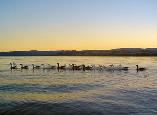 Geese Heading Home