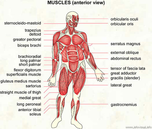 anterior-muscles-human-body