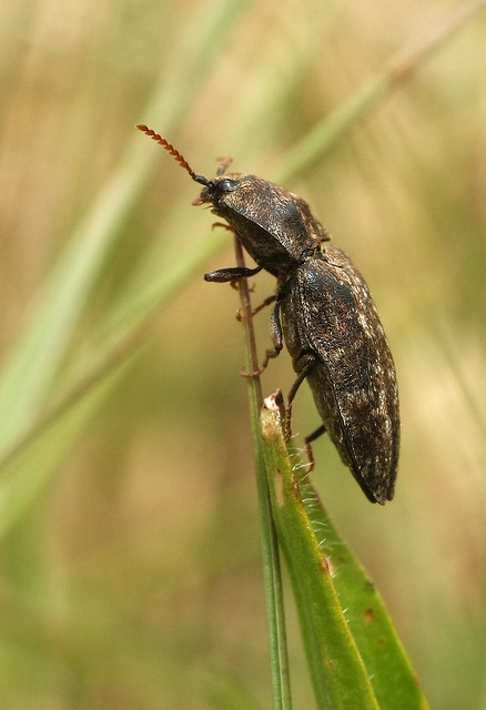 Click beetle (Agrypnus murinus)