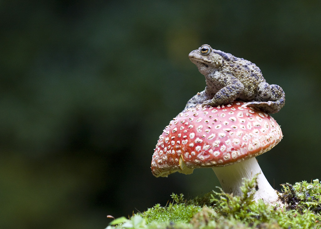 toad on a toadstool.