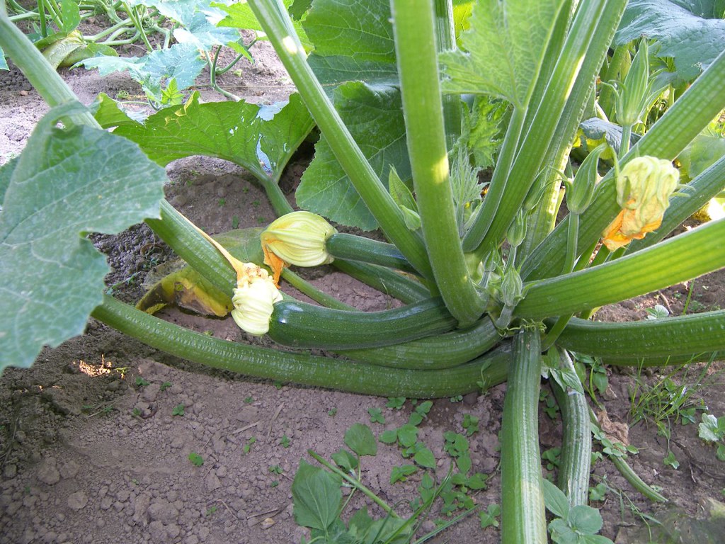 CLOSEUP OF ZUCHINI-8 JULY 2007 | This is where your zuchini … | Flickr
