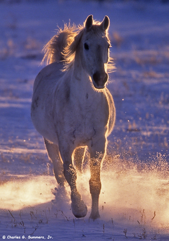 horse running in snow