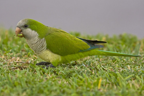 monkparakeet bird parakeet cotorra cotorracomún ave pericomonje nature naturaleza fauna wildlife