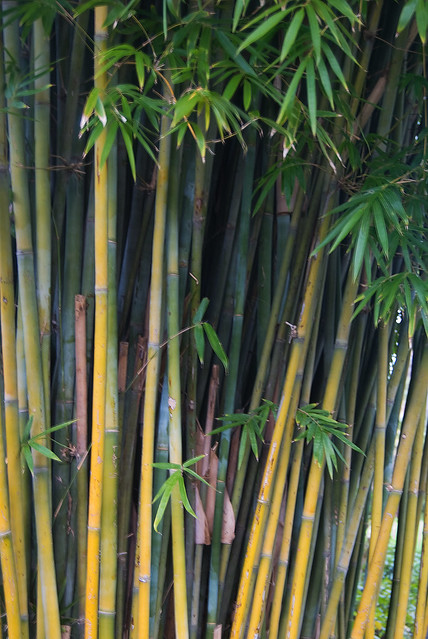bamboo portrait