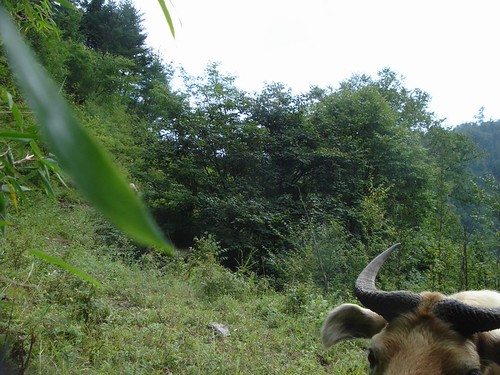 Wild Boar | by eMammal