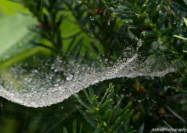 Water Web.........