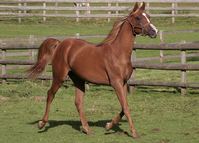 Yearling Arabian Horse