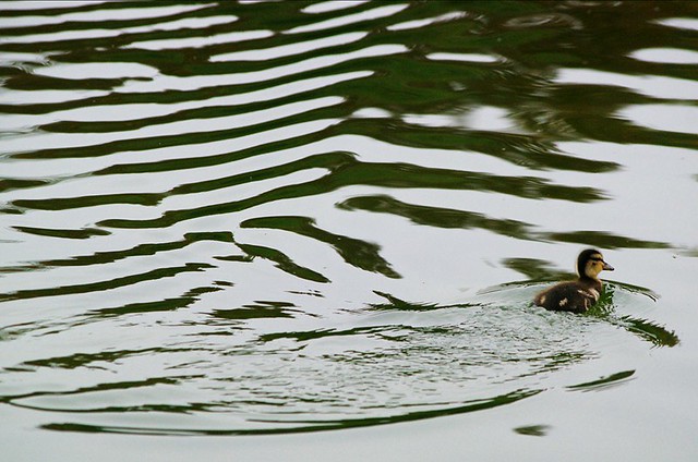 duckling ripples