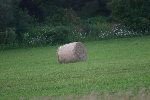 HAY BALES by UNDER THE CAMPHOR, These hay bales were between Huntingford and Hickson near Hidden Valley trailer park.sunset sun bird