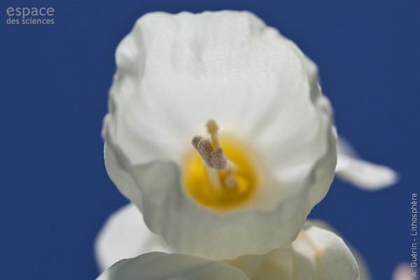 Biodiversité-Narcisse