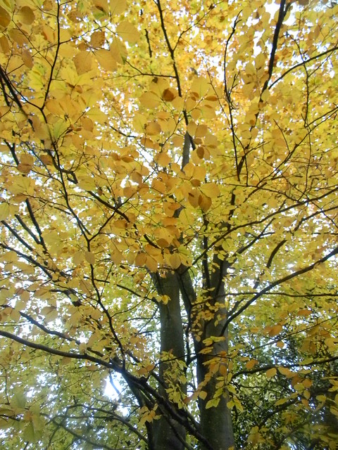Yellowing beech Milford to Haslemere