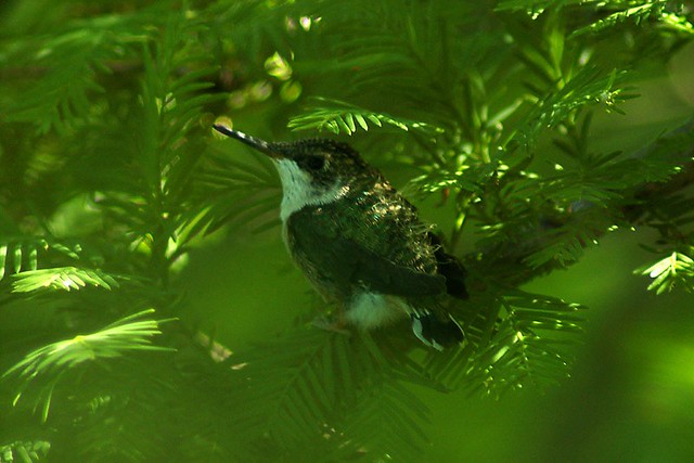 Juvenile hummingbird