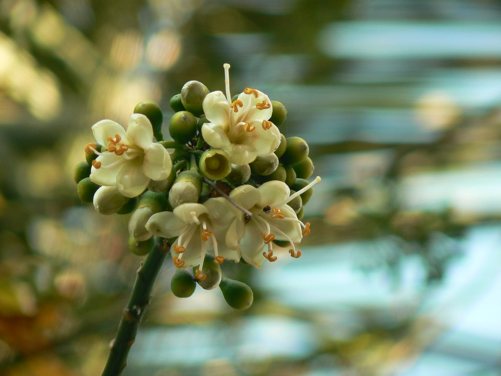 Ceiba pentandra | Common name: White Silk Cotton Tree, True … | Flickr