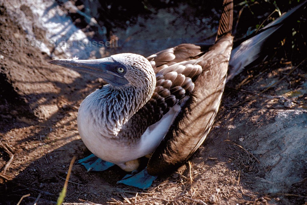 Blue-footed Booby on egg