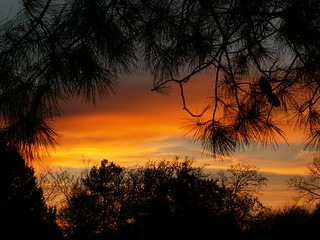 Sunset under pines