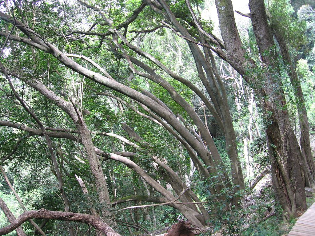 Bendy Trees | Growing on the slopes like this, some of the t… | Flickr