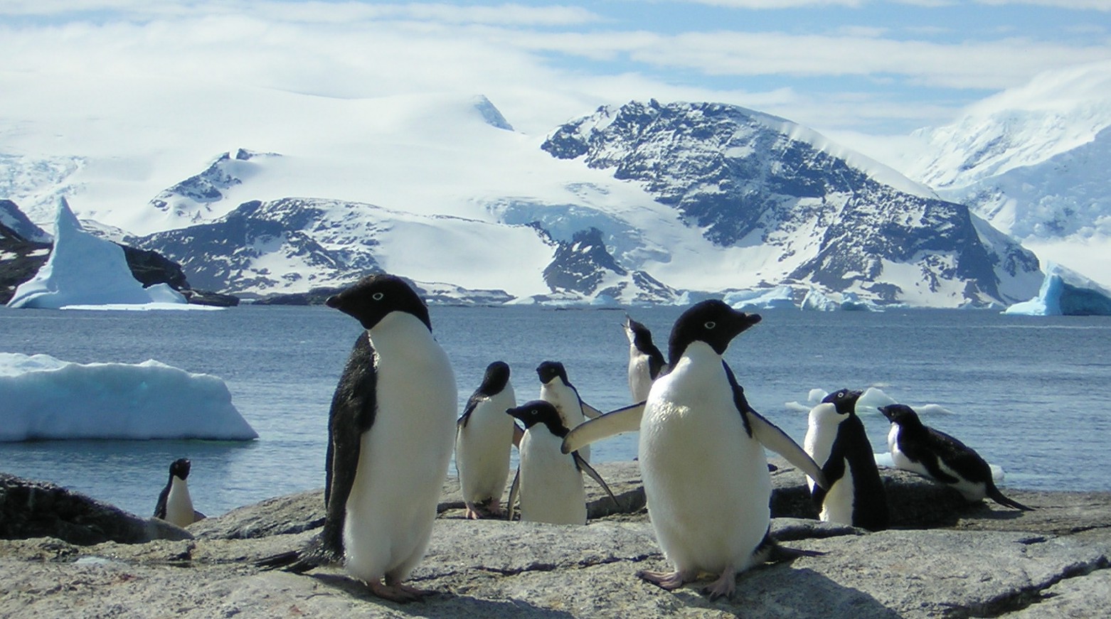 Антарктида пингвины Адели. Северный Ледовитый океан пингвины. Пингвины в Антарктиде на карте. Животные Антарктиды и Антарктики.