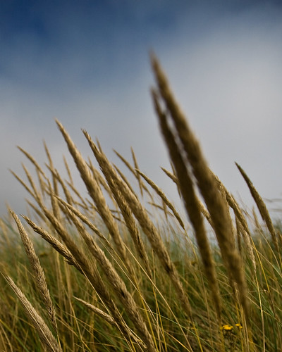 detail beach grass or astoria