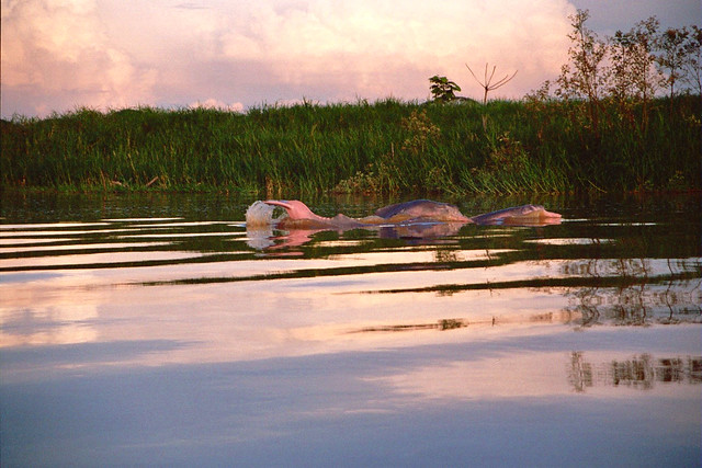 Pink River Dolphins - Photo by Roger Manrique