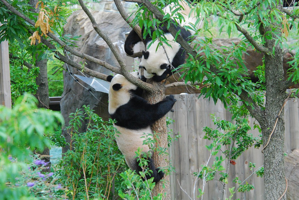 Mei Xiang and Tian Tian | I am going to find my own tree 082… | Flickr