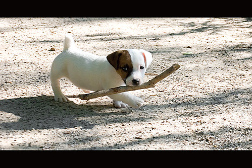 Puppy Power by ~EvidencE~