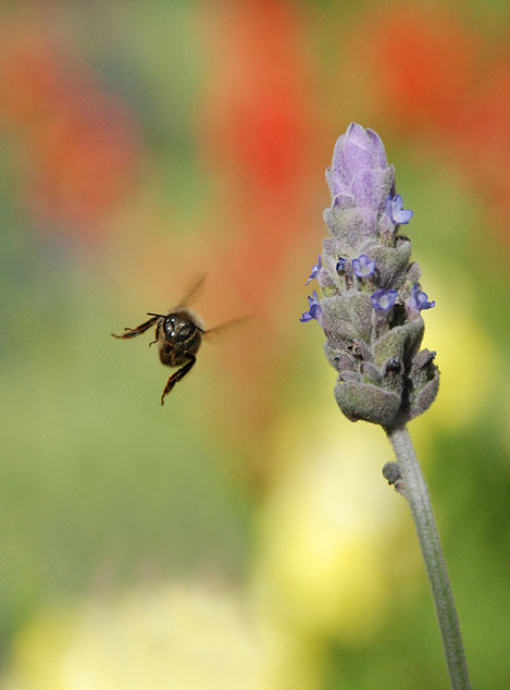 Lavendar Bee
